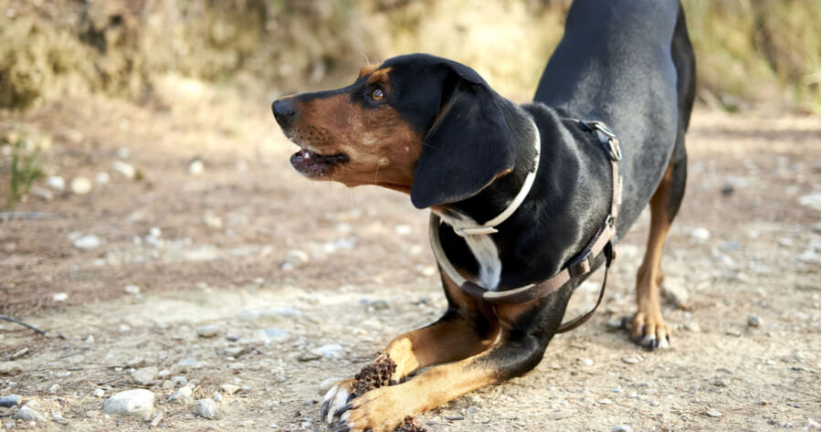 griechische-bracke-breit